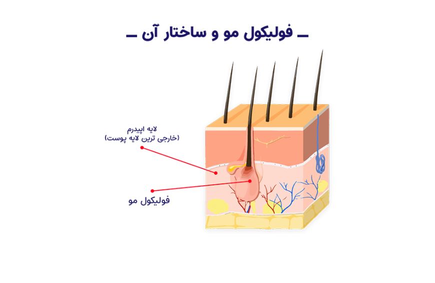 فولیکول چیست ؟